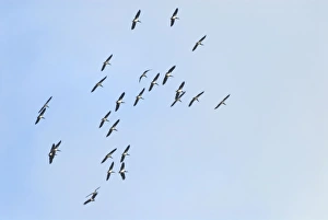 White Storks in Flight