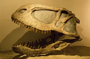 Theropods Prints: Abelisaurus comahuensis - Theropod. Cretaceous