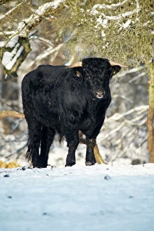 Agricultural Collection: Aberdeen Angus Bull - in winter, Lower Saxony, Germany