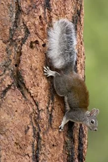 Images Dated 16th October 2005: Abert's Squirrel / Tassel-eared squirrel - on side of old growth ponderosa pine tree