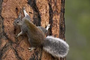 Aberts Squirrel / Tassel-eared squirrel - On side of old growth ponderosa pine tree
