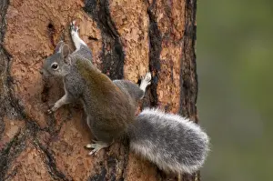 Abert's Squirrel / Tassel-eared squirrel - On side of old growth ponderosa pine tree. South rim of Grand Canyon, Arizona, USA _PTL4814