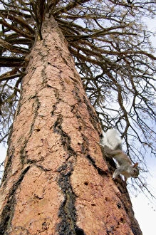 Aberts / Tassel-eared SQUIRREL - climbing down ponderosa pine tree