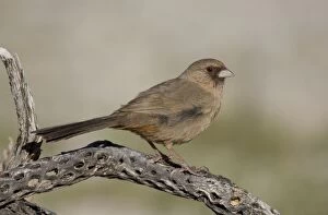 Images Dated 18th March 2010: Abert's Towhee