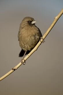 Images Dated 27th January 2006: Abert's Towhee Perched on branch - Arizona - USA - Common in brushlands of the arid Southwest