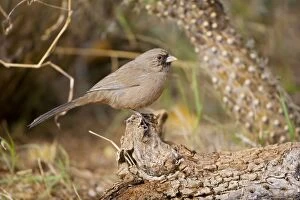 Images Dated 17th November 2007: Abert's Towhee - Perched on log - Common in brushlands of the arid Southwest Arizona - USA