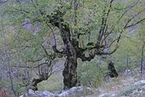 Images Dated 5th November 2006: Abruzzen Nationalpark