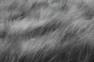 Abstract Gallery: Abstract black and white view of grasses blowing