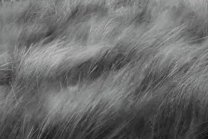Grasses Prints: Abstract black and white view of grasses blowing in the wind