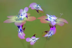 California Prints: Abstract of Davy Gilia flowers
