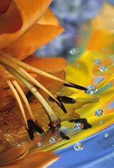 Abstract of lily stamens in reflection