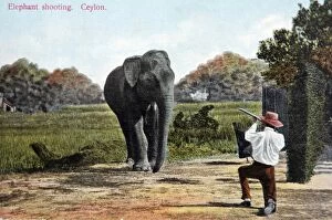 Absurd mock-up of elephant hunting in Ceylon / Sri