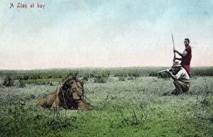 Absurd mock-up of lion hunting in South Africa