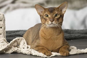 Abyssinians Gallery: Abyssinian cat indoors