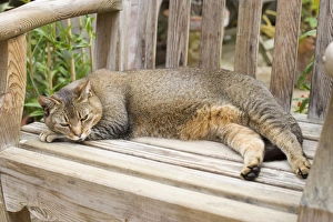 Images Dated 27th June 2007: Abyssinian Cat Sleeping on wooden garden bench in greenhouse Norfolk UK