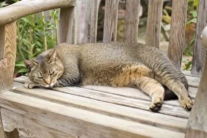 Images Dated 27th June 2007: Abyssinian Cat - Sleeping on wooden garden bench in greenhouse