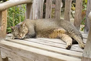 Garden Furniture Prints: Abyssinian Cat Sleeping on wooden garden bench in greenhouse Norfolk UK