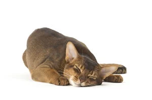 Abyssinians Gallery: Abyssinian cat in the studio