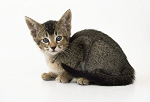 Images Dated 5th March 2008: Abyssinian Cross Cat - kitten