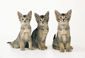Images Dated 5th March 2008: Abyssinian Cross Cat - kittens