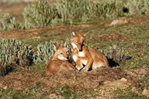 Images Dated 20th December 2004: Abyssinian / Ethiopian Wolf / Simien Jackal / Simien Fox - endangered. Bale Mountains - Ethiopia