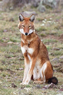 Wolves Collection: Abyssinian / Ethiopian Wolf / Simien Jackal / Simien Fox - single. Endangered