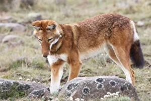 Images Dated 20th December 2004: Abyssinian / Ethiopian Wolf / Simien Jackal / Simien Fox - hunting molerat. Endangered