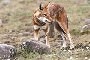 Images Dated 20th December 2004: Abyssinian / Ethiopian Wolf / Simien Jackal / Simien Fox - hunting molerat. Endangered
