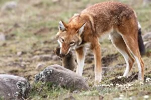 Images Dated 20th December 2004: Abyssinian / Ethiopian Wolf / Simien Jackal / Simien Fox - eating molerat. Endangered