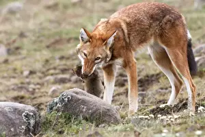 Abyssinian / Ethiopian Wolf / Simien Jackal / Simien Fox - eating molerat. Endangered. Bale Mountains - Ethiopia. 4000 m - 4300 m
