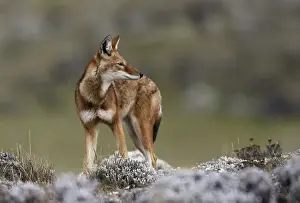 Abyssinian / Ethiopian Wolf / Simien Jackal / Simien Fox - endangered. Bale Mountains - Ethiopia. 4000 m - 4300 m
