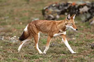 Abyssinian / Ethiopian Wolf / Simien Jackal / Simien Fox - endangered. Bale Mountains - Ethiopia. 4000 m - 4300 m