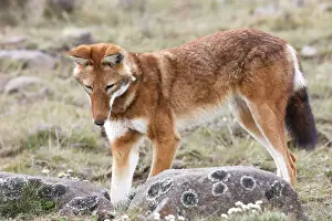 Abyssinian / Ethiopian Wolf / Simien Jackal / Simien Fox - hunting molerat. Endangered. Bale Mountains - Ethiopia. 4000 m - 4300 m