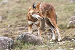 Abyssinian / Ethiopian Wolf / Simien Jackal / Simien Fox - hunting molerat. Endangered. Bale Mountains - Ethiopia. 4000 m - 4300 m