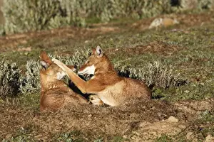 Abyssinian / Ethiopian Wolf / Simien Jackal / Simien Fox - two playing. Endangered. Bale Mountains - Ethiopia. 4000 m - 4300 m