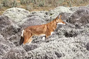 Abyssinian / Ethiopian Wolf / Simien Jackal / Simien Fox - single. Endangered. Bale Mountains - Ethiopia. 4000 m - 4300 m