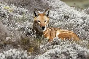 Abyssinian / Ethiopian Wolf / Simien Jackal / Simien Fox - single. Endangered. Bale Mountains - Ethiopia. 4000 m - 4300 m