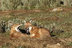 Abyssinian / Ethiopian Wolf / Simien Jackal / Simien Fox - two. Endangered. Bale Mountains - Ethiopia. 4000 m - 4300 m
