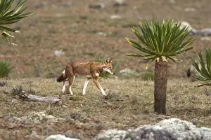 Abyssinian / Ethiopian Wolf / Simien Jackal / Simien Fox - two. Endangered. Bale Mountains - Ethiopia. 4000 m - 4300 m