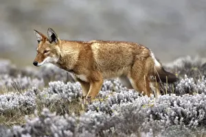 Abyssinian / Ethiopian Wolf / Simien Jackal / Simien Fox - two. Endangered. Bale Mountains - Ethiopia. 4000 m - 4300 m