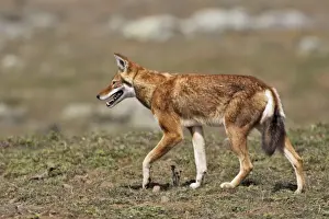 Abyssinian / Ethiopian Wolf / Simien Jackal / Simien Fox - two. Endangered. Bale Mountains - Ethiopia. 4000 m - 4300 m
