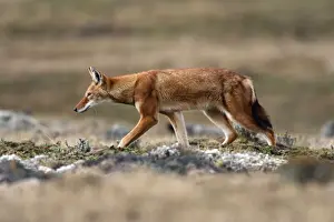 Abyssinian / Ethiopian Wolf / Simien Jackal / Simien Fox - two. Endangered. Bale Mountains - Ethiopia. 4000 m - 4300 m