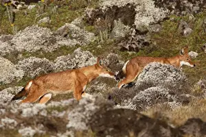 Abyssinian / Ethiopian Wolf / Simien Jackal / Simien Fox - two. Endangered. Bale Mountains - Ethiopia. 4000 m - 4300 m