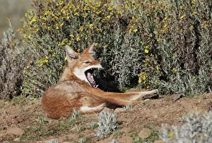 Ethiopia Prints: Abyssinian / Ethiopian Wolf / Simien Jackal / Simien Fox - yawning