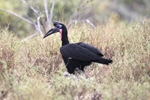 Images Dated 19th August 2005: Abyssinian Ground Hornbill