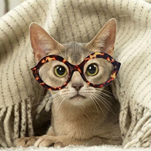 Images Dated 16th May 2020: Abyssinian kitten indoors wearing glasses