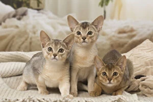 Abyssinians Gallery: Abyssinian kittens indoors