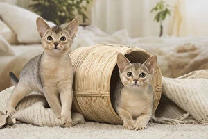 Abyssinians Gallery: Abyssinian kittens indoors in a basket