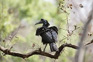 Abyssinian / Northern GROUND HORNBILL - in tree, female