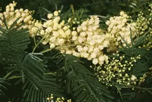 Acacia